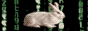 bunny on coding matrix background gif button