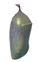 shiny butterfly chrysalis
